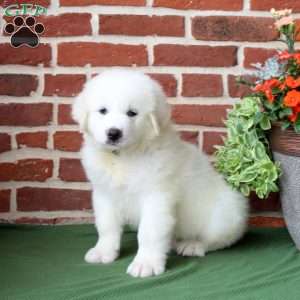 Shep, Great Pyrenees Puppy
